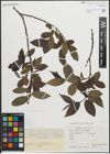 Foto von Salix pentandra L.